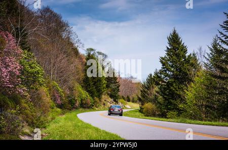 Blue Ridge Parkway, North Carolina – 4. Mai 2017: Pink Mountain Laurel blüht im Frühjahr auf dem Blue Ridge Parkway. Stockfoto