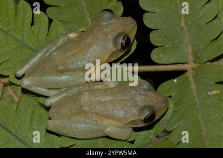 Dumerils helläugiger Frosch (Boophis tephraeomystax) Stockfoto