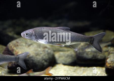 Brassen, Süßwasserbrassen, Brassen, Bronzebrassen, Karpfenbrassen oder schwitzige Brassen, Abramis brama, Cyprinidae. Europa und Asien. Stockfoto