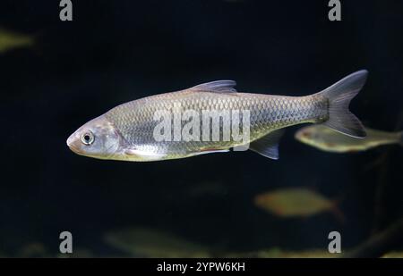 Brassen, Süßwasserbrassen, Brassen, Bronzebrassen, Karpfenbrassen oder schwitzige Brassen, Abramis brama, Cyprinidae. Europa und Asien. Stockfoto