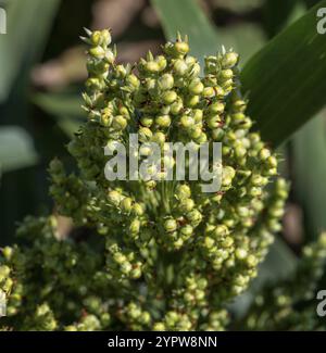 Sorghum zweifarbig. Sorghum-Ackerfeld. Die Pflanze ist auch bekannt als Hirse, Besen, Perlmutterkorn, durra, Imphee, Jowar oder milo Stockfoto