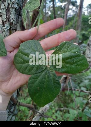 Violette Buschbohne (Macroptilium atropurpureum) Stockfoto