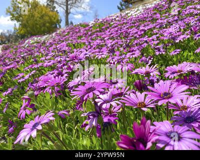Blühende Cape Marguerite afrikanische Gänseblümchen lila Blüten auf grünem Hintergrund. Violette Gänseblümchen Stockfoto