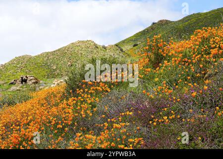 California Golden Poppy und Goldfields blühen in Walker Canyon, Lake Elsinore, CA. USA. Leuchtend orange Mohnblumen während California Wüste super b Stockfoto