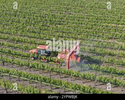 Feldtraktoren, die Pestizide und Insektizide auf grünen Weinbergen sprühen. Napa Valley, Napa County, Kalifornien, USA. April 2020 Stockfoto