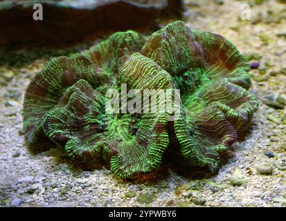 Offene Hirn-Koralle, Trachyphyllia geoffroyi, Merulinidae. Indopazifik. Stockfoto