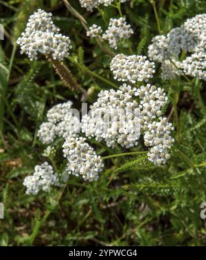 Gewöhnliche Schafgarbe weiße Blüten im Sommer. Blühendes Achillea millefolium auf der Wiese Stockfoto