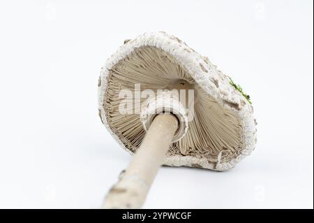 Parasolpilz (Macrolepiota procera) isoliert auf weißem Hintergrund. Nahaufnahme. Details Stockfoto