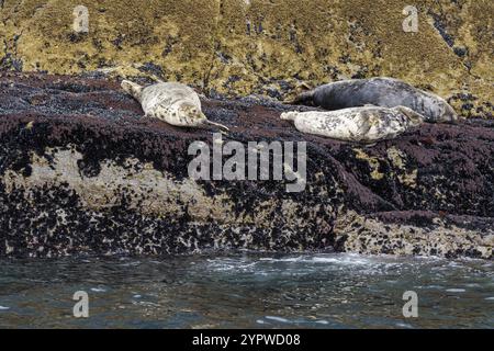 Gray SEAL, Halichoerus grypus, Sceilg Bheag, Skellig Rock Small, Irland, Vereinigtes Königreich, Europa Stockfoto