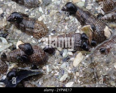 Japanisches falsches Cerith (Batillaria attramentaria) Stockfoto