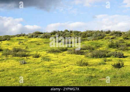 California Golden Poppy und Goldfields blühen in Walker Canyon, Lake Elsinore, CA. USA. Leuchtend orange Mohnblumen während California Wüste super b Stockfoto