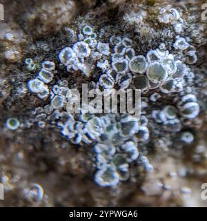 Mörtelflechte (Myriolecis dispersa) Stockfoto