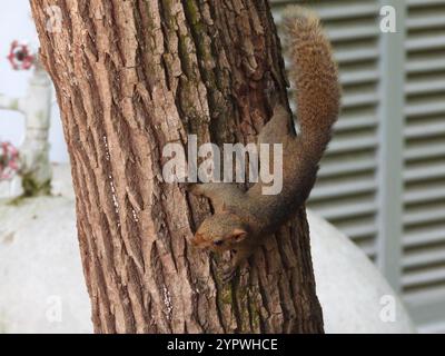 Eichhörnchen Pallas (Callosciurus erythraeus) Stockfoto