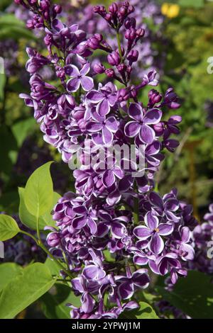 Der gemeine Flieder (Syringa vulgaris Sensation), auch als französischer Flieder oder einfach Flieder bekannt, der im Garten blüht Stockfoto