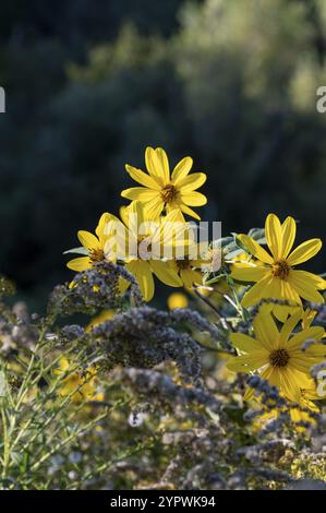 Gelbe Blüten der Jerusalemer Artischocke (Helianthus tuberosus) Blühende Sonnenwurzel, Sonnendrossel, wilde Sonnenblume, Topinambur oder Erdapfel Stockfoto