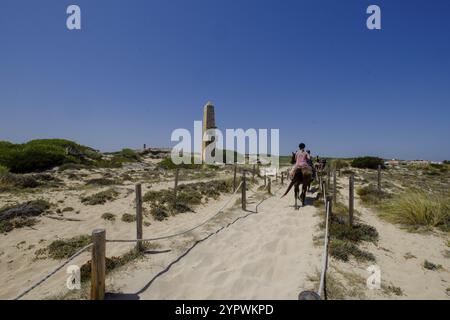 Escursion a caballo por las dunas, Son Serra de Marina, Mallorca, balearen, Spanien, Europa Stockfoto