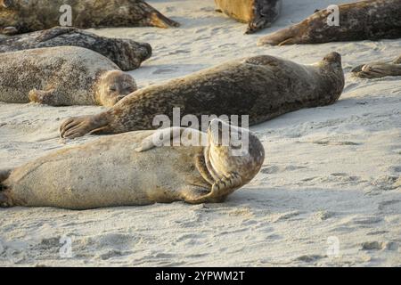 Seelöwen und Robben schlafen in einer Bucht unter der Sonne in La Jolla, San Diego, Kalifornien. Der Strand ist vom 15. Dezember bis 15. Mai geschlossen, weil er es hat Stockfoto