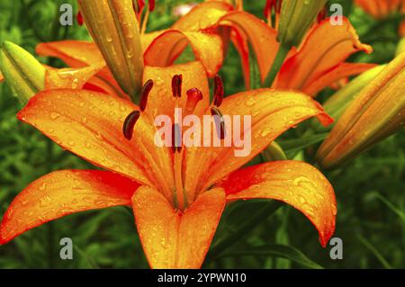 Wunderschöne, blühende orangene Lilien mit Wassertropfen auf den Blütenblättern nach dem Regen. Sonniger Sommertag Stockfoto