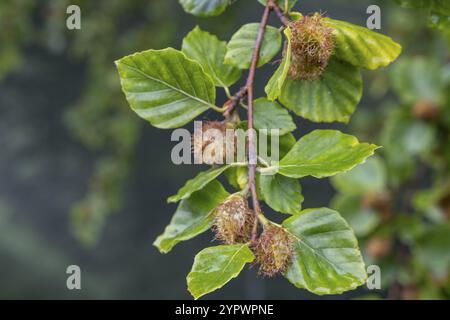 Buchenfrüchte, Sierra de Aralar, Navarra, spanien Stockfoto