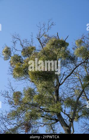 Grüne Blätter von Mistel oder Europäischer Mistel (Viscum Album), die im Winter auf einem Baum wachsen Stockfoto