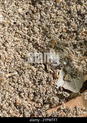 Großer importierter Großkopf-Ant (Pheidole obscurithorax) Stockfoto