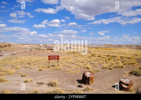 Versteinertes Holz im Petrified Forest National Park in Arizona Stockfoto