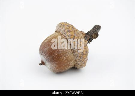 Die einzelne Eichel der nördlichen roten Eiche isoliert auf weißem Hintergrund. Quercus Rubra Früchte. Nahaufnahme. Details Stockfoto