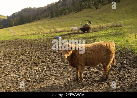 An einem wunderschönen Herbsttag bietet sich der Blick vom Wanderweg zwischen Frinvillier und Chasseral, einem Berg im Schweizer Juramassiv, in ein Tal voller Fo Stockfoto