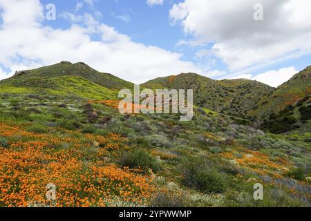 California Golden Poppy und Goldfields blühen in Walker Canyon, Lake Elsinore, CA. USA. Leuchtend orange Mohnblumen während California Wüste super b Stockfoto