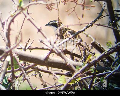 Streifensperling (Peucaea ruficauda) Stockfoto