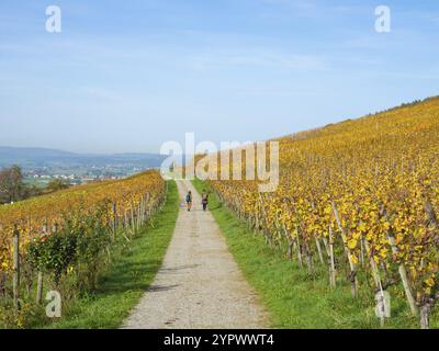 Die Region um Weinfelden in der Schweiz ist ein berühmtes Weinbaugebiet. Zwei Wanderer auf einem Spaziergang durch herbstlich farbige Weinberge, Europa Stockfoto