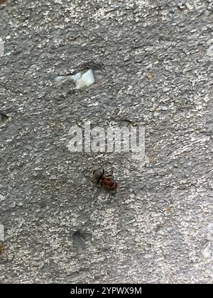 Kompakte Carpenter-Ameise (Camponotus planatus) Stockfoto