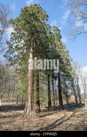 Riesige Mammutbäume (Sequoiadendron giganteum) oder Sierraner Mammutbaum, die im Wald wachsen. Salasisko. Rudno nad Hronom. Slowakei Stockfoto