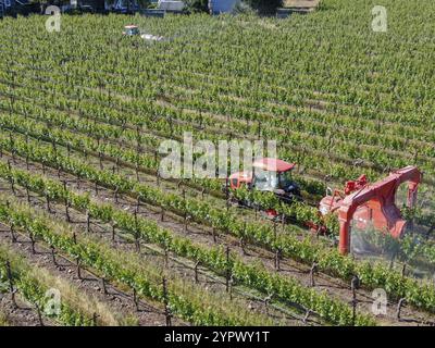 Feldtraktoren, die Pestizide und Insektizide auf grünen Weinbergen sprühen. Napa Valley, Napa County, Kalifornien, USA. April 2020 Stockfoto