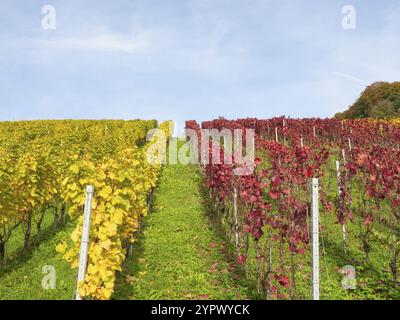 Schöne Kontraste in den Weinbergen in der Nähe von Weinfelden, Schweiz: Rote und gelbe Reihen von Weinreben unter dem blauen Himmel Stockfoto