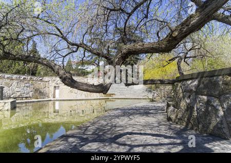 Sudak, Krim, 28. April 2021: Die Äste eines großen Baumes hängen über der Wasseroberfläche. Ein Teich im Park des Touristen- und Erholungszentrums Stockfoto