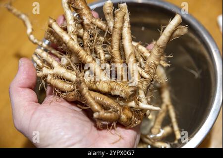 Frisches Taraxacum officinale, die Löwenzahnwurzeln oder gewöhnliche Löwenzahnwurzeln Stockfoto