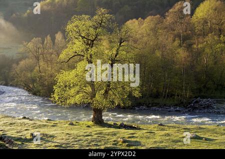 Ein Baum, der wunderschön von der Morgensonne am Ufer des Aksaut beleuchtet wird. Karachay-Tscherkessia, Nordkaukasus, Russland. Sonniger Tag Anfang Mai Stockfoto