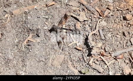 Östliche Bandflügelfliege (Hypocritanus fascipennis) Stockfoto