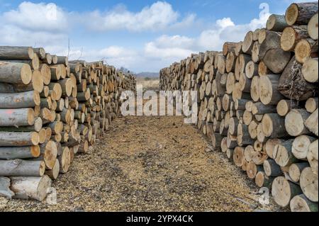 Ein Holzhaufen geschnittenes Holz im Wald. Ein großer Haufen abgehackter Buchen. Entwaldung Stockfoto