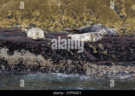 Gray SEAL, Halichoerus grypus, Sceilg Bheag, Skellig Rock Small, Irland, Vereinigtes Königreich, Europa Stockfoto