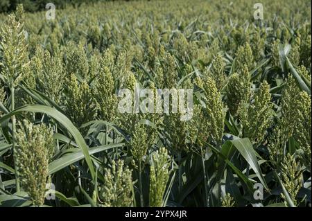 Sorghum zweifarbig. Sorghum-Ackerfeld. Die Pflanze ist auch bekannt als Hirse, Besen, Perlmutterkorn, durra, Imphee, Jowar oder milo Stockfoto