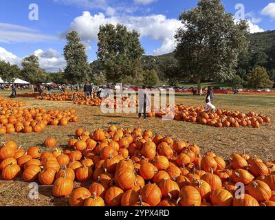 Kürbisflicken auf dem Feld während der Erntezeit im Herbst. Halloween Vorbereitung, American Farm, San Diego, Kalifornien, USA. Oktober 2023 Stockfoto