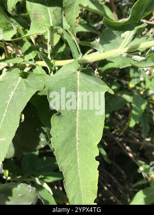 Salbei der Kanarischen Insel (Salvia canariensis) Stockfoto