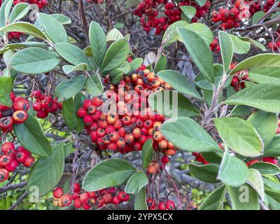 Nahaufnahme von roten Preiselbeeren, die im Wald wachsen Stockfoto