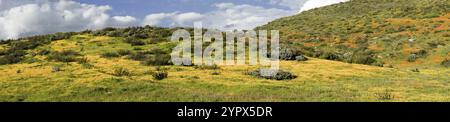 Panoramablick auf California Golden Poppy und Goldfields im Walker Canyon, Lake Elsinore, CA. USA. Leuchtend orange Mohnblumen während Califor Stockfoto