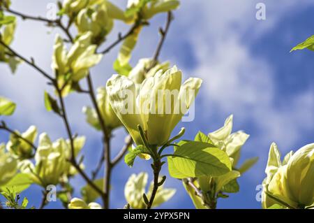 Blühender Fliegenbaum (Magnolie denudata im botanischen Garten, Nahaufnahme Stockfoto