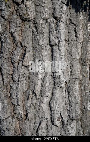 Eichenstamm. Quercus Baum Rinde aus nächster Nähe. Details Stockfoto