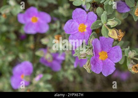 Weiße Steinrose, Cistus albidus, Mallorca, Balearen, Spanien, Europa Stockfoto