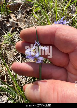 prairie-blauäugiges Gras (Sisyrinchium campestre) Stockfoto